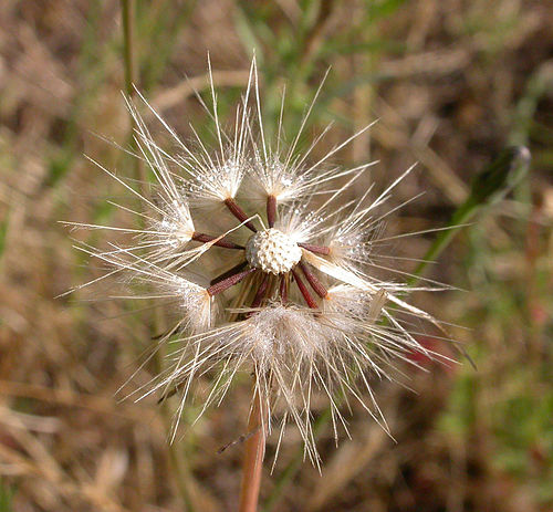 Hypochaeris glabra